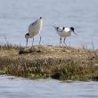 Avocette élégante