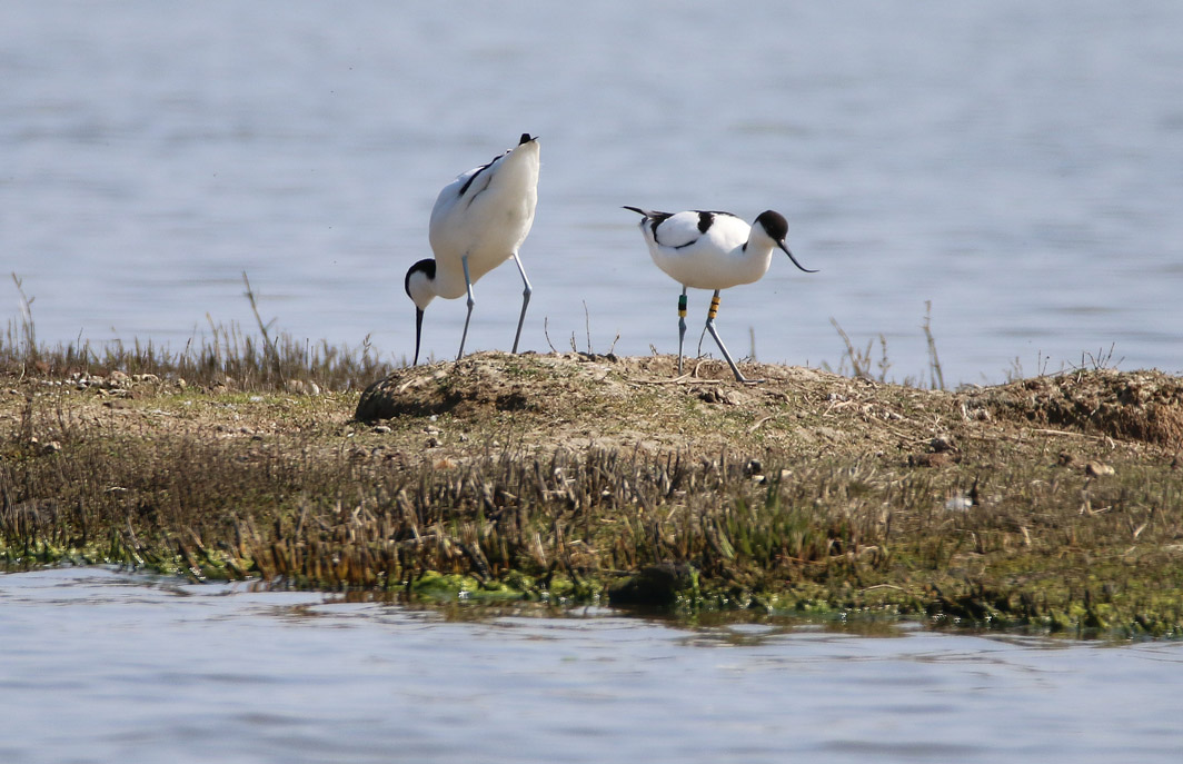 Avocette élégante