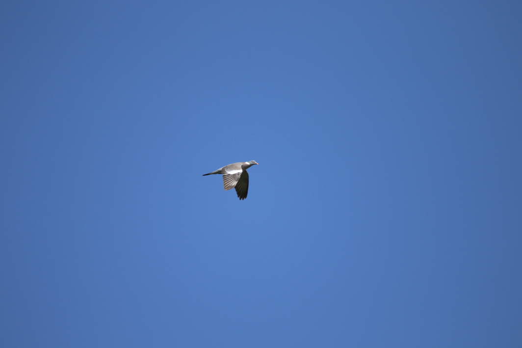 Pigeon ramier en vol