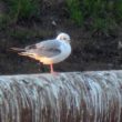Mouette de Bonaparte sur la Loire