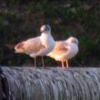 Mouette de Bonaparte sur la Loire