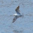 Mouette de Bonaparte sur la Loire