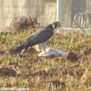 Des Faucons pèlerins nichent dans l&rsquo;Arctique après avoir été utilisés par des fauconniers arabes