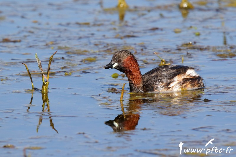 Un p&rsquo;tit nerveux