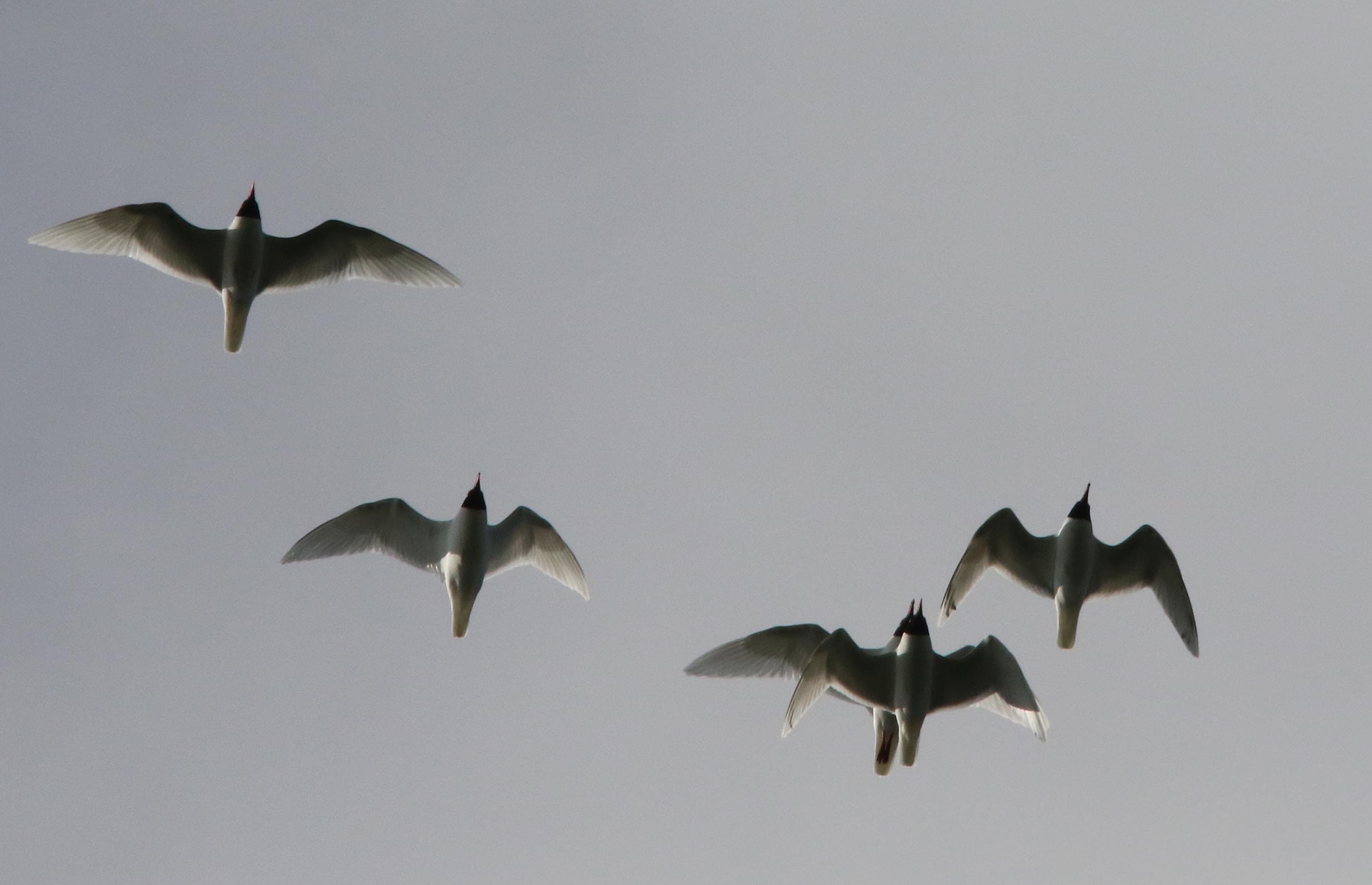 Mouettes mélanocéphales