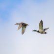 Couple de Canards colverts