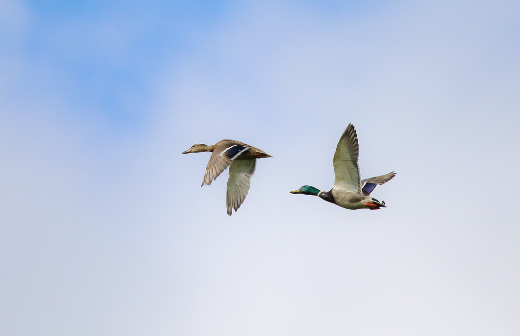 Couple de Canards colverts