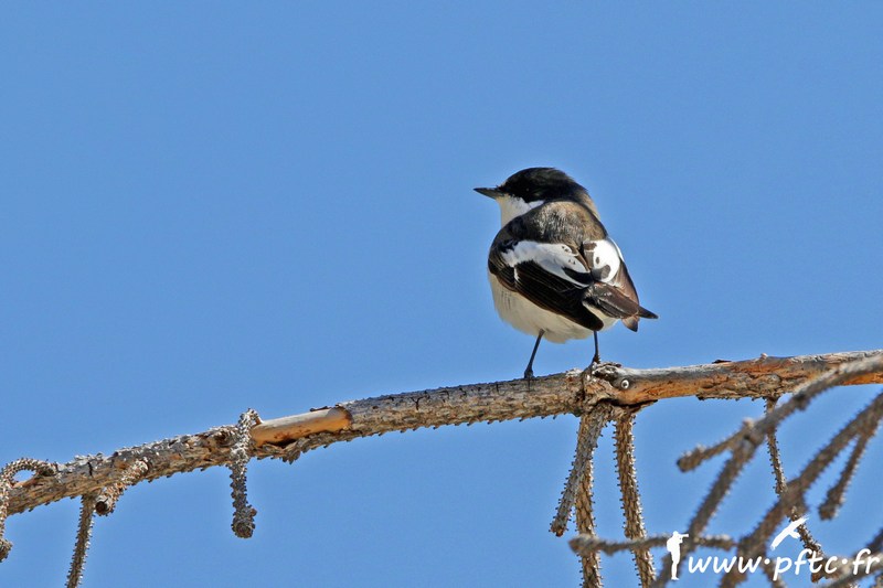 Gobemouche noir en plumage nuptial