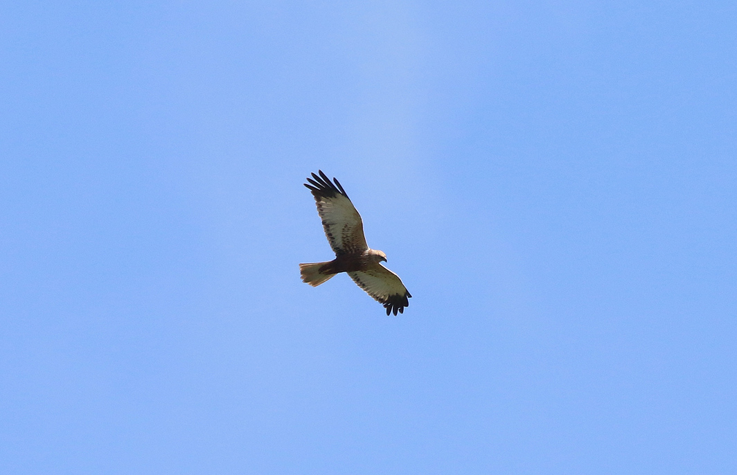Busard des roseaux en vol
