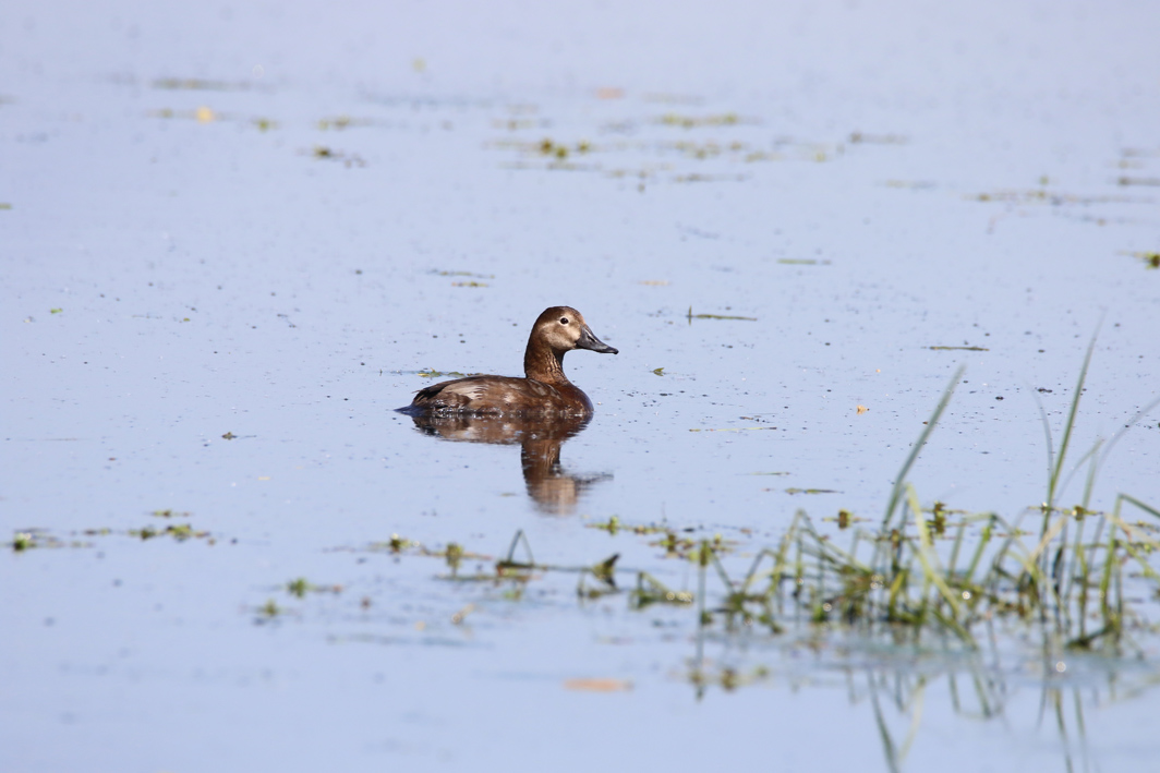 Fuligule milouin femelle