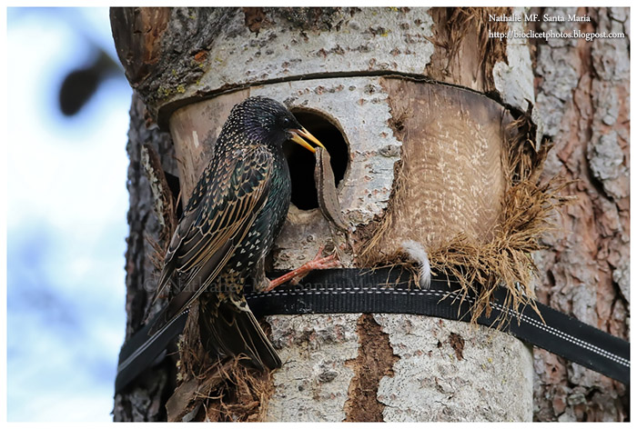Planquez-vous les lézards !