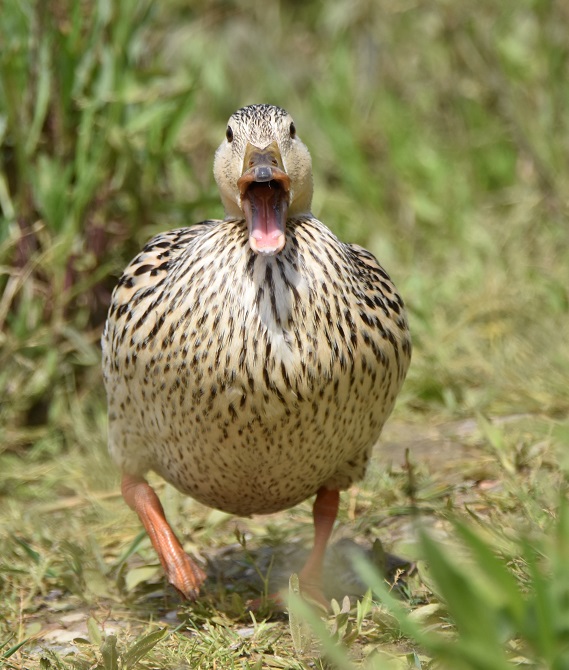 Une maman colvert se promène