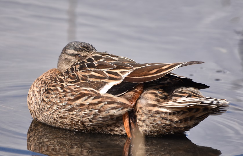 Dodo l’oeil ouvert