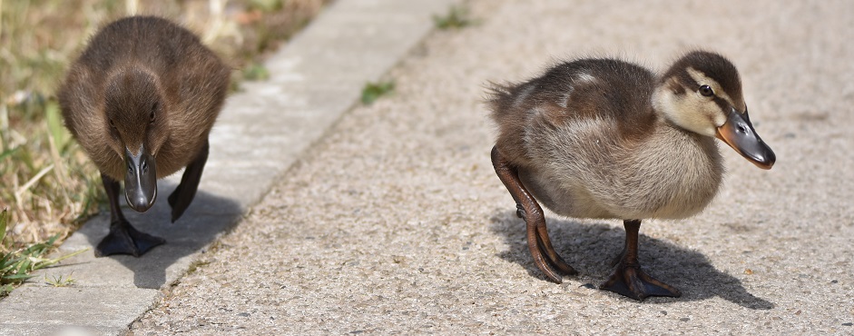 La balade des canetons