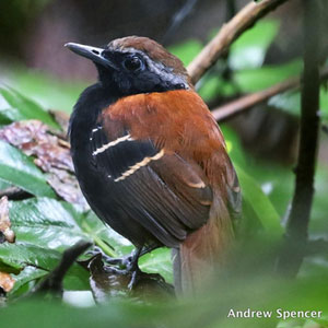 Découverte d’une nouvelle espèce d’oiseau du genre Myrmeciza au Pérou