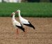 Cigogne blanche | Ciconia ciconia | White Stork
