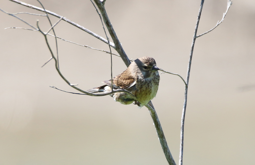 femelle de Linotte mélodieuse