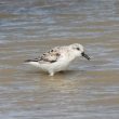 Bécasseau sanderling