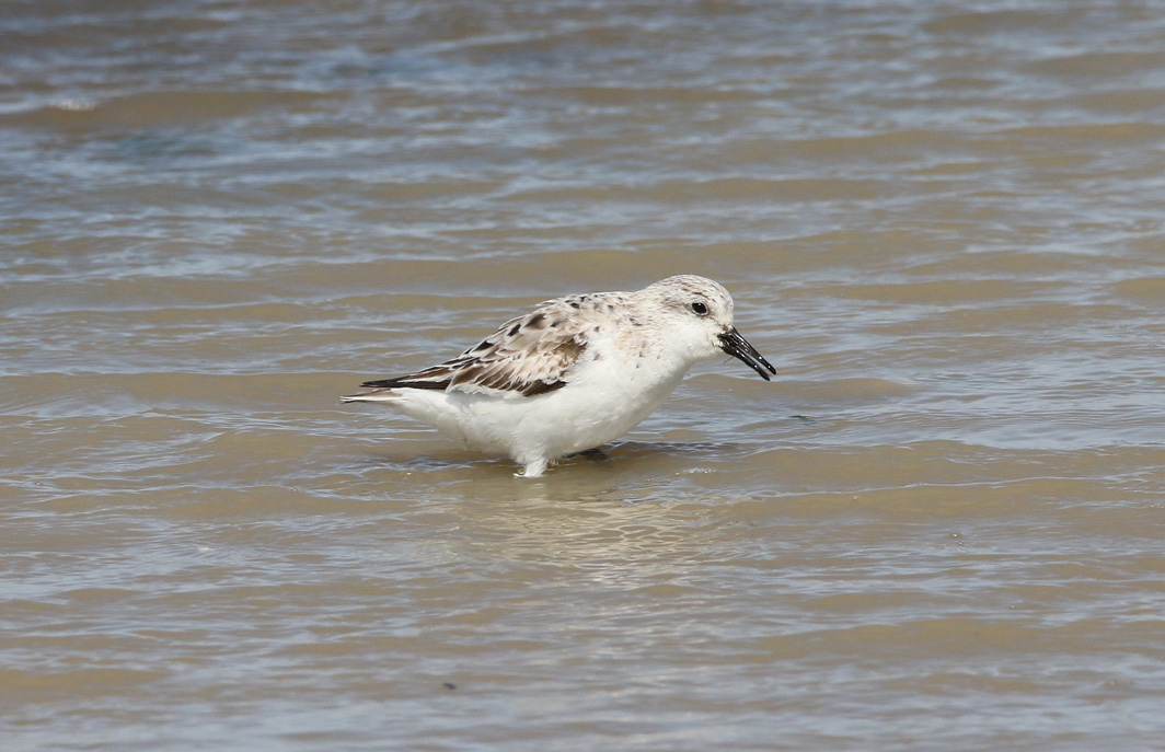 Bécasseau sanderling