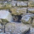 Effraie des clochers dans un nichoir en pierres