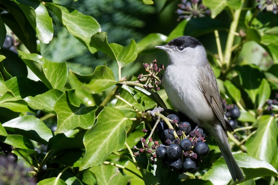 Fauvette à tête noire dans le lierre