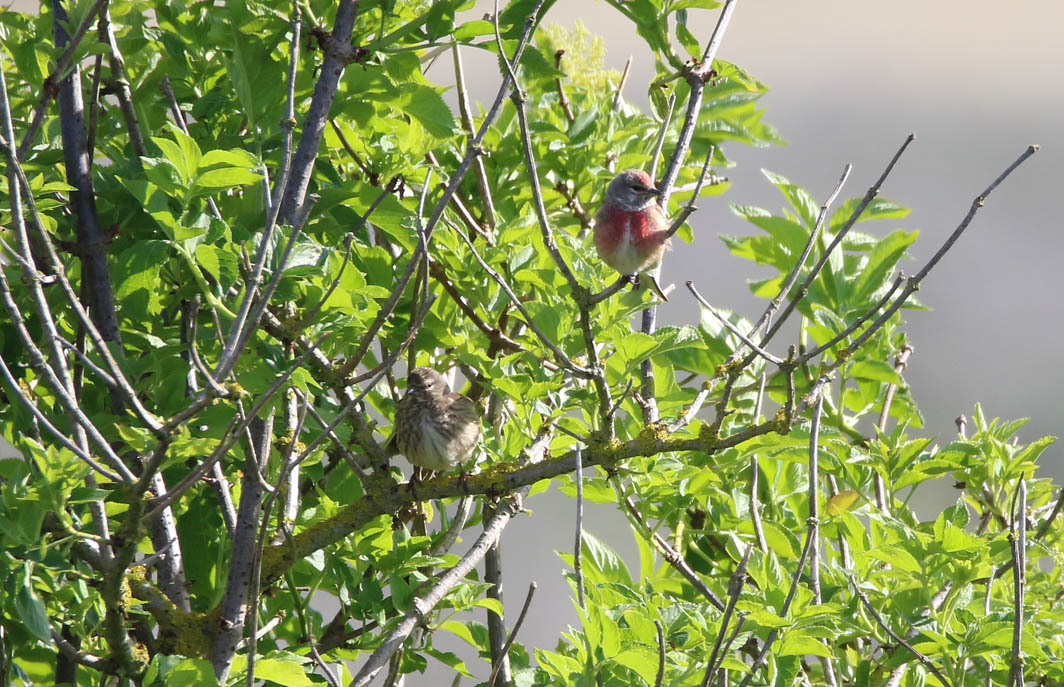 Couple de Linottes mélodieuses