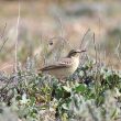 Pipit rousseline