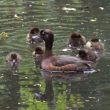 L&rsquo;importance méconnue des mouettes dans la nidification des canards