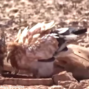 Les Vautours percnoptères de Fuerteventura colorent leur plumage avec de la boue