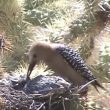 Un Pic des saguaros mange les cervelles de deux poussins de tourterelles
