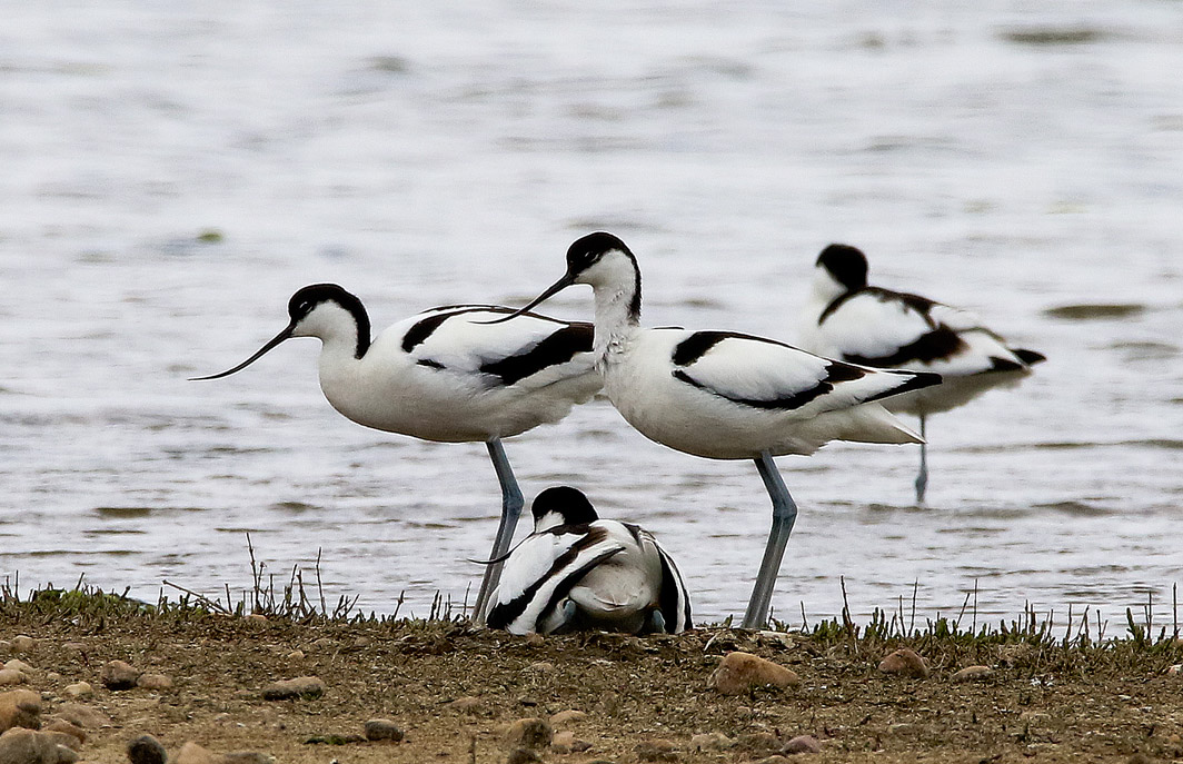Avocettes élégantes