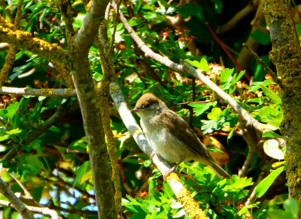 Jeune Fauvette à tête noire