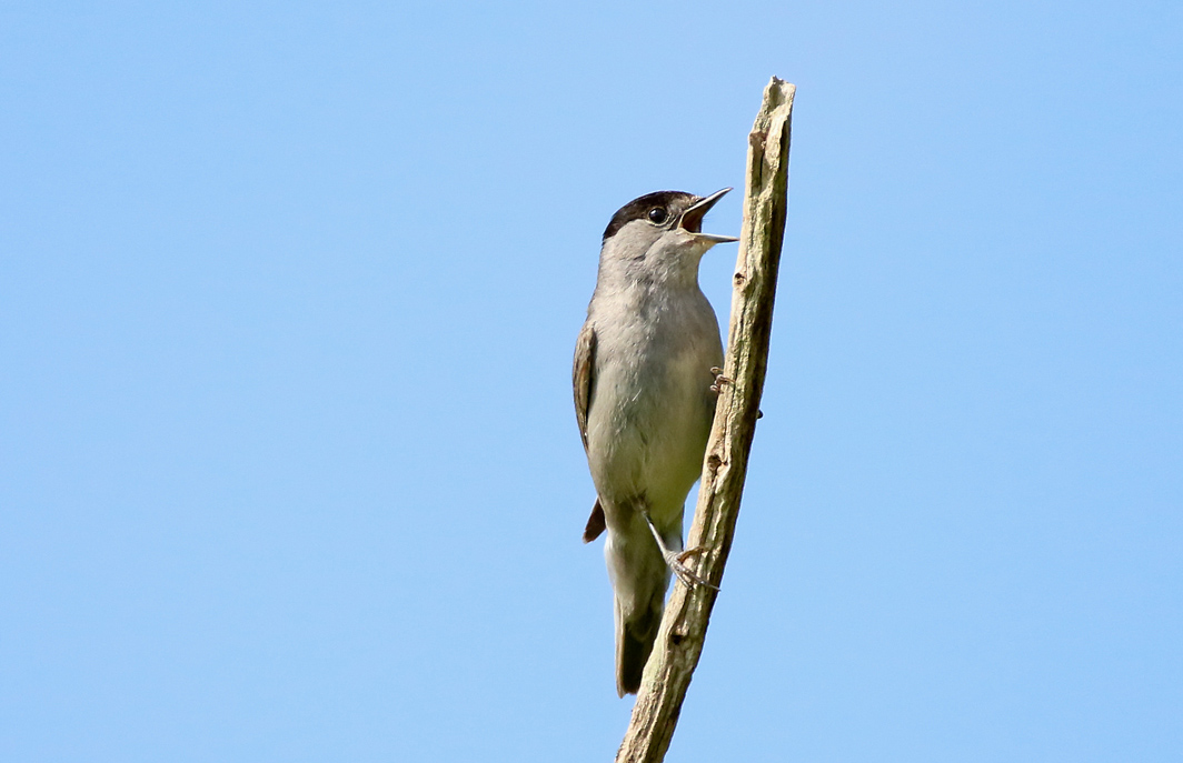 Fauvette à tête noire mâle