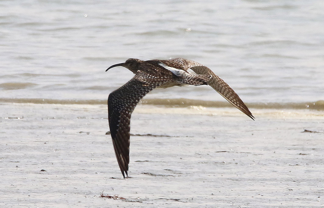 Courlis corlieu en vol