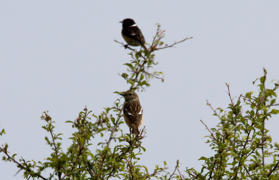 Couple de Tariers pâtres
