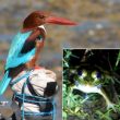 Une grenouille indienne longtemps restée inconnue à cause du chant d&rsquo;un oiseau