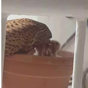Le Faucon crécerelle peut nicher dans une jardinière sur un balcon