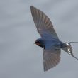 Hirondelle rustique
