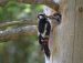 Pic épeiche | Dendrocopos major | Great Spotted Woodpecker