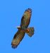 Bondrée apivore | Pernis apivorus | European Honey Buzzard