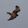 Busard des roseaux en vol