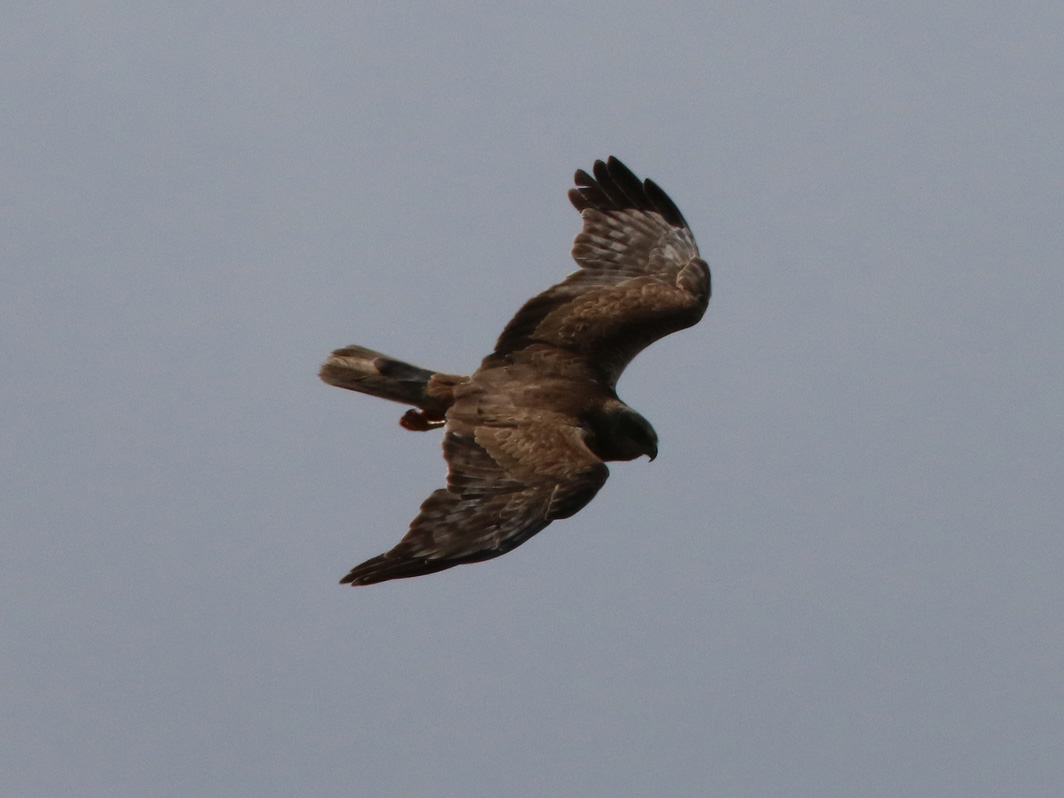 Busard des roseaux en vol