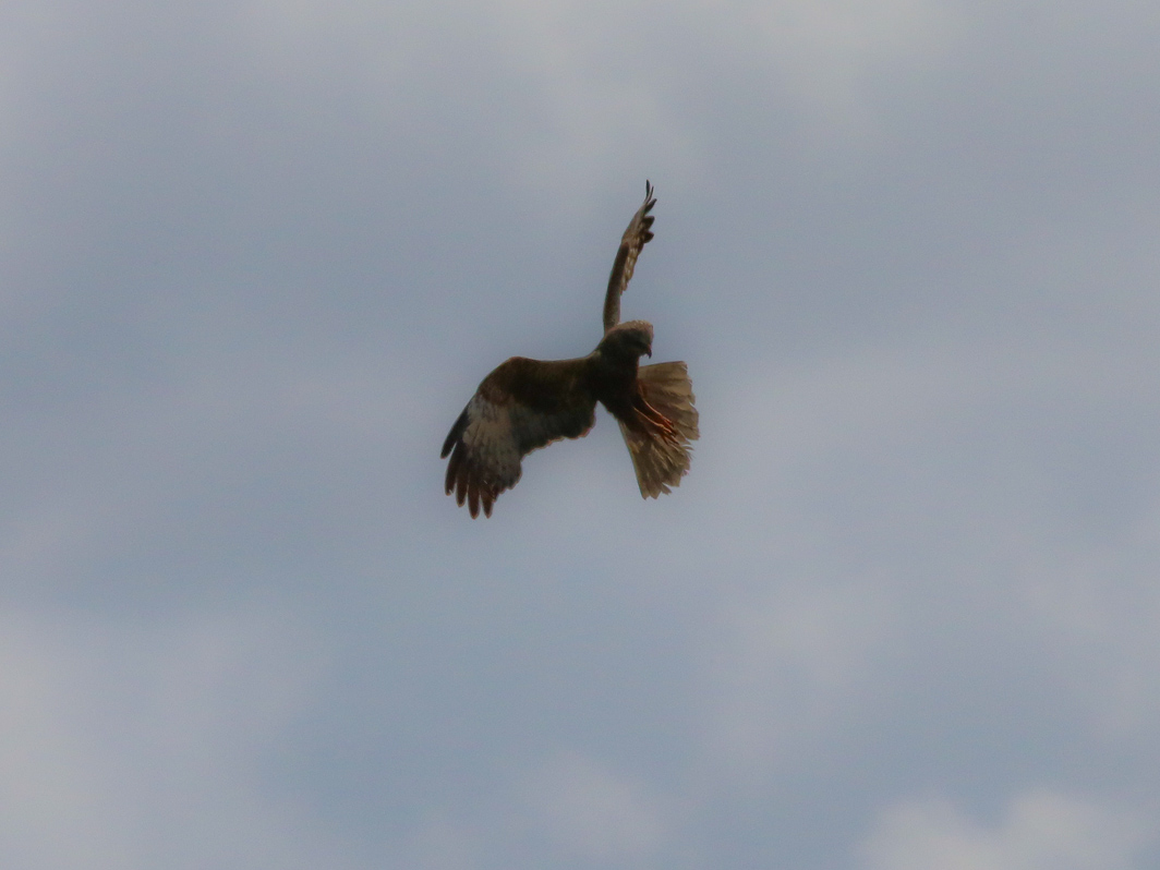 Busard des roseaux en vol