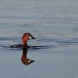 Grèbe et son reflet dans un étang de Camargue