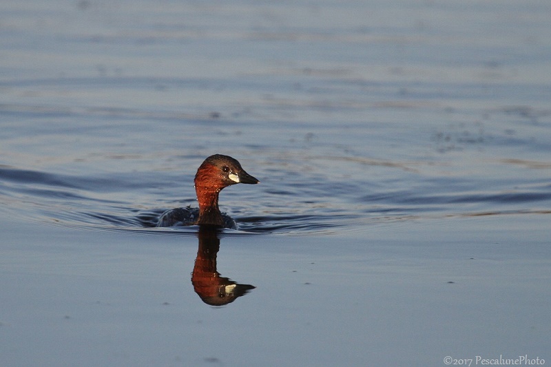 Grèbe et son reflet dans un étang de Camargue