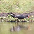 Gallinule poule-d’eau