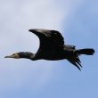 Grand Cormoran en vol