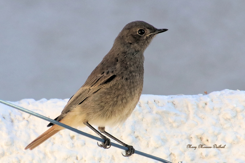 Rougequeue noir juvénile