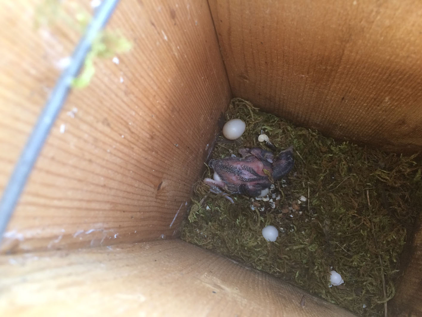 Nichoir de  Torcols fourmiliers