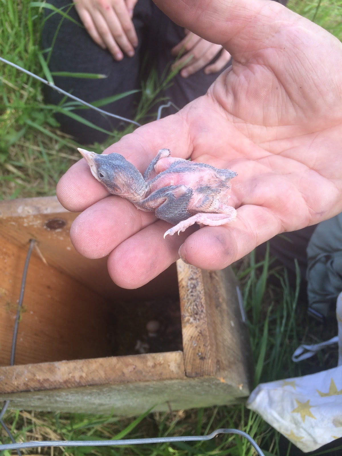 Oisillon de Torcol fourmilier